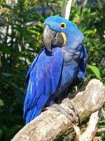 /album/fotogaleria/ara-hyacintovy-jpg/