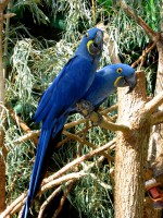 /album/fotogaleria/hyacinth-macaws-at-the-tennessee-aquarium-jpg/