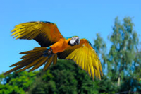 /album/ara-modro-zlta/rdrddrd-png/