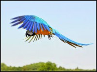 /album/ara-modro-zlta/a1-jpg/