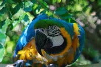 /album/ara-modro-zlta/a4-jpg/