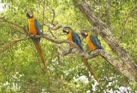 /album/ara-modro-zlta/a6-jpg/