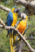 /album/ara-modro-zlta/a7-jpg/